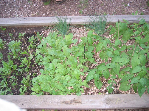 South Plot June 16